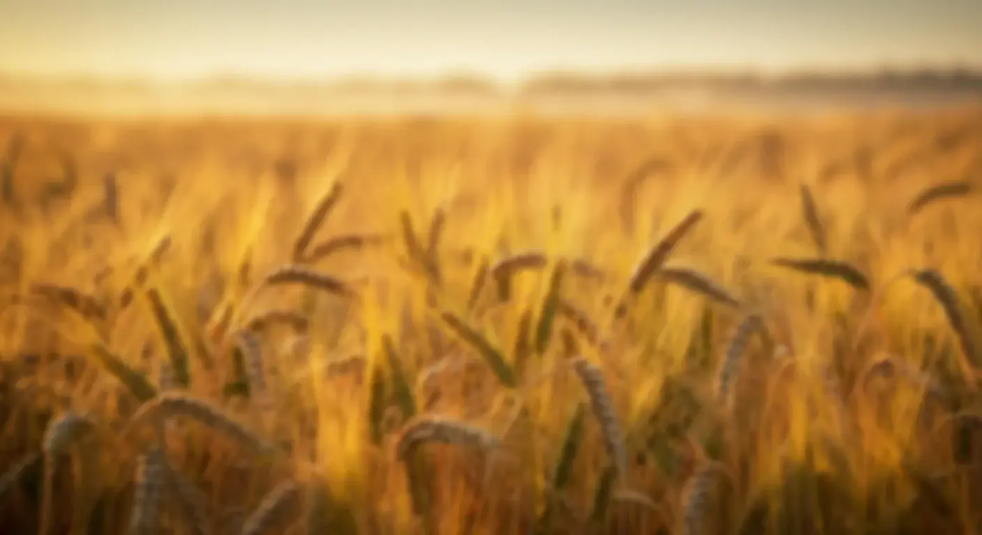Golden wheat field at sunrise